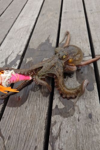 タコの釣果