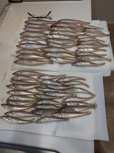 キスの釣果