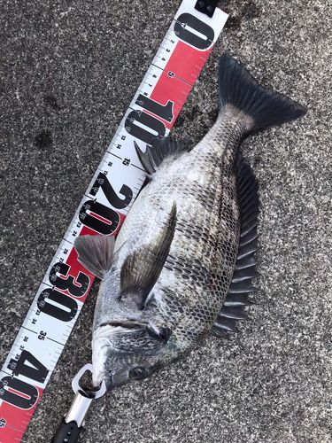 クロダイの釣果