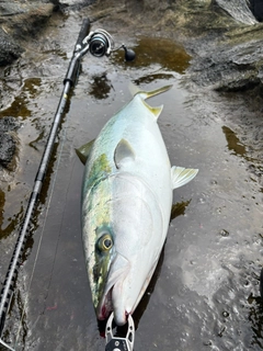 ワラサの釣果