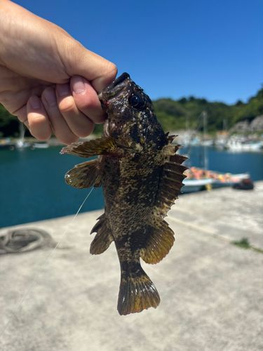 ムラソイの釣果