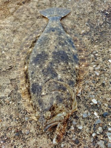 ヒラメの釣果