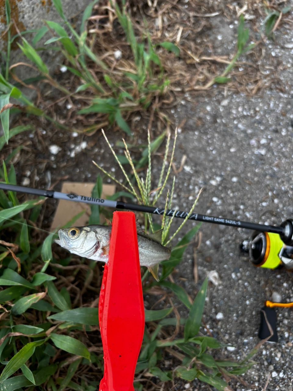 セイゴ（マルスズキ）