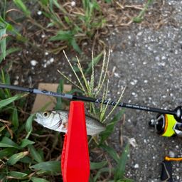 セイゴ（マルスズキ）