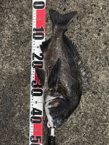 クロダイの釣果