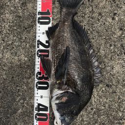 クロダイ