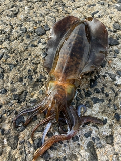 アオリイカの釣果