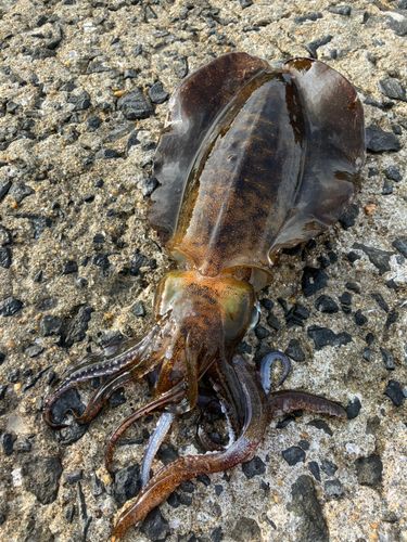 アオリイカの釣果