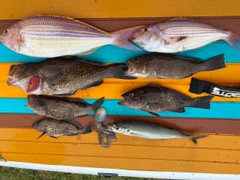 オオモンハタの釣果