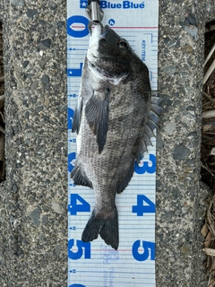 チヌの釣果