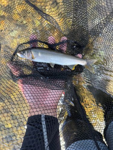 アユの釣果