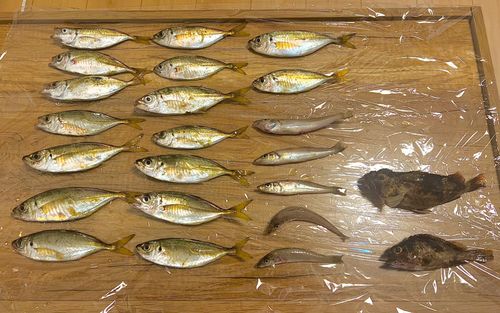 アジの釣果