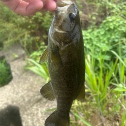 スモールマウスバス