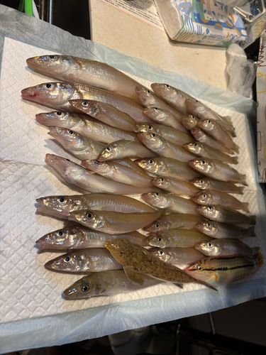 キスの釣果