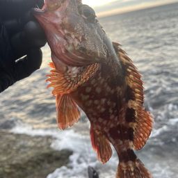 カサゴ