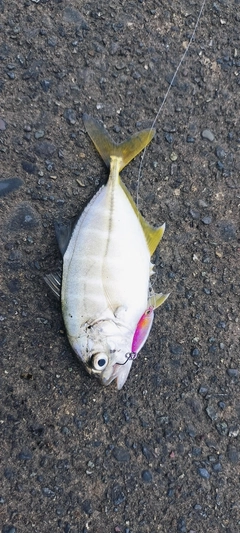 セイゴ(マルスズキ)の釣果