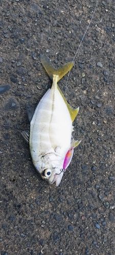 セイゴ（マルスズキ）の釣果
