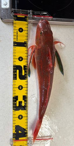 ホウボウの釣果