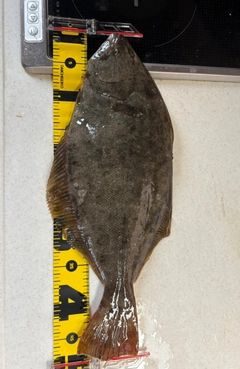 ヒラメの釣果