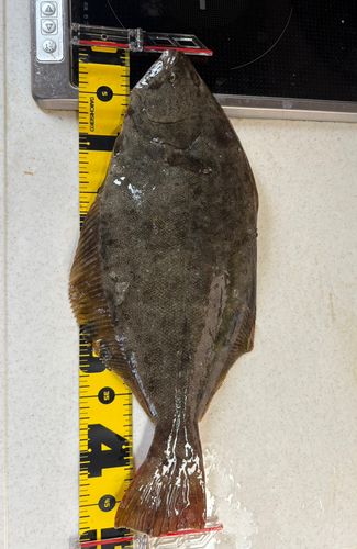 ヒラメの釣果