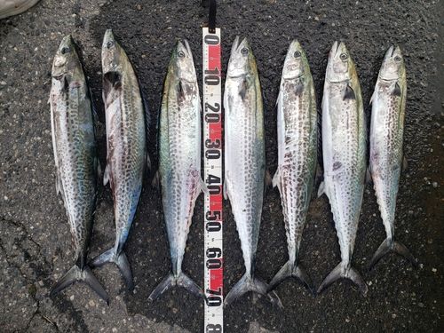サワラの釣果