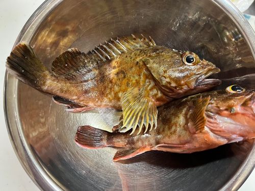 ガシラの釣果