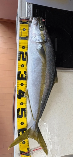 ヒラマサの釣果
