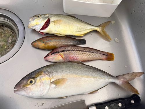 ホンベラの釣果