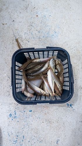 キスの釣果