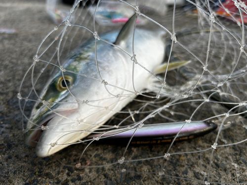 イナダの釣果