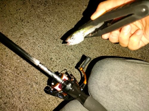 サバの釣果