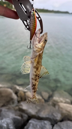 エソの釣果