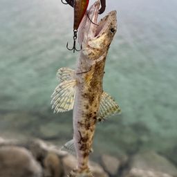 エソ