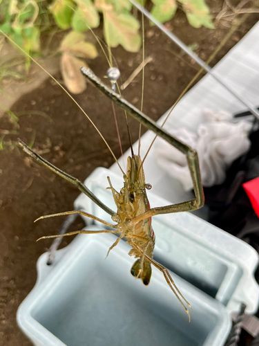 テナガエビの釣果