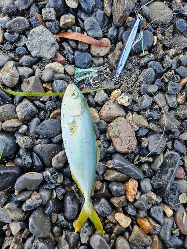 ツバスの釣果