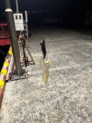 チイチイイカの釣果