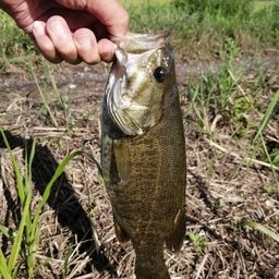 スモールマウスバス