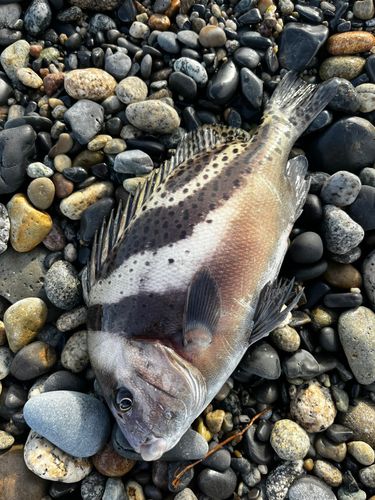 コショウダイの釣果