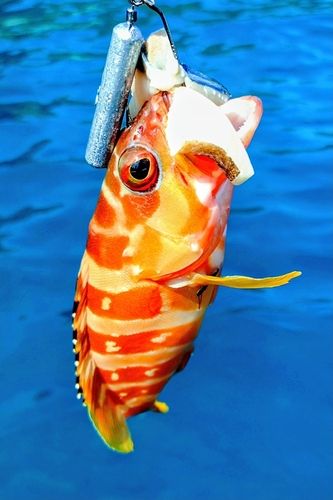 アカハタの釣果
