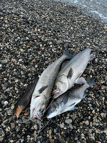 スズキの釣果