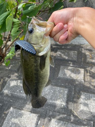 ラージマウスバスの釣果