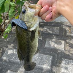 ラージマウスバス