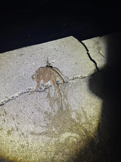 タコの釣果