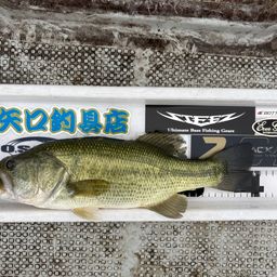 ブラックバス
