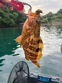 キジハタの釣果