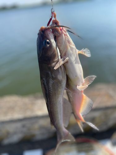 アメリカナマズの釣果