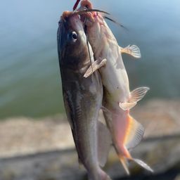 アメリカナマズ