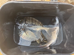 チヌの釣果