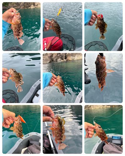 カサゴの釣果