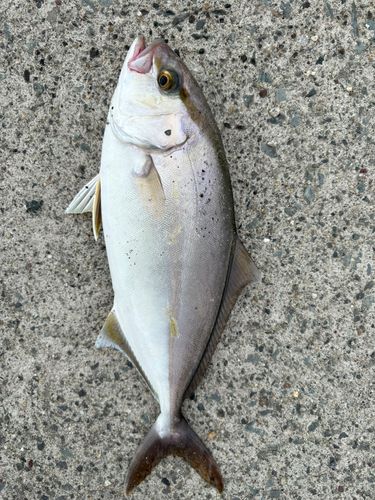 ショゴの釣果